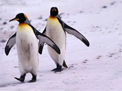 Антарктида, пингвины. Источник - http://lib.podelise.ru/