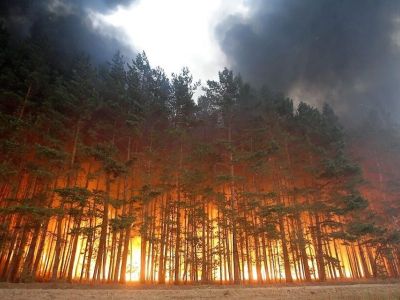 Лесной пожар. Фото: kazanfirst.ru